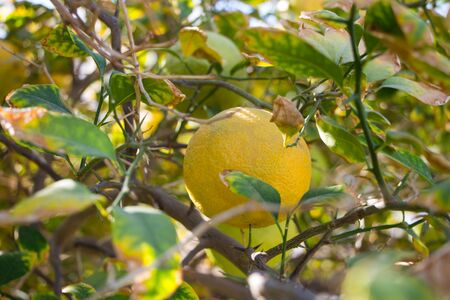 Orange mandarin on the tree. Ripe tangerine. Montenegrin mandarin trees. Home tangerine garden.の写真素材