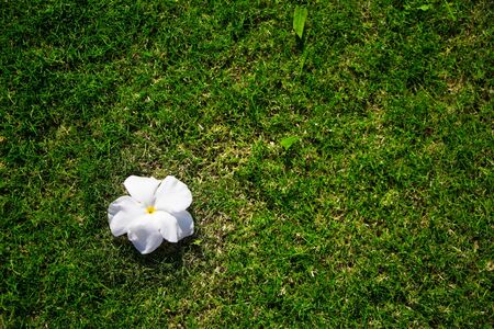 White plumeria flowers on green grass backgroundの写真素材