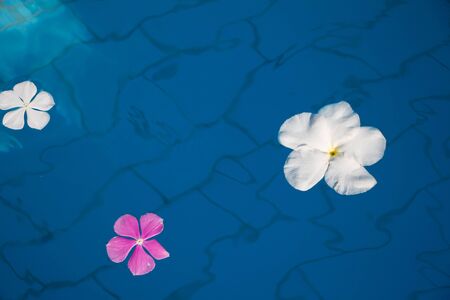 Single Peaceful Plumeria Flower Floating on Clear Waterの写真素材