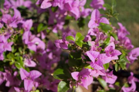 Blooming bougainvillea flowers background. Bright pink magenta bougainvillea flowers as a floral background.の写真素材