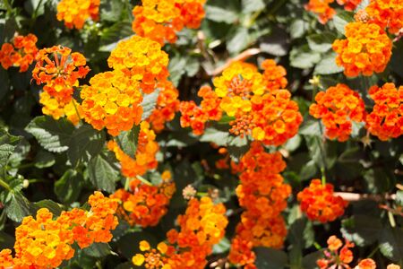Lantana various color bloom in the garden has green leaf backgroudの写真素材