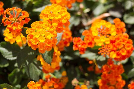 Lantana various color bloom in the garden has green leaf backgroudの写真素材