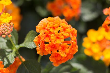 Lantana various color bloom in the garden has green leaf backgroudの写真素材