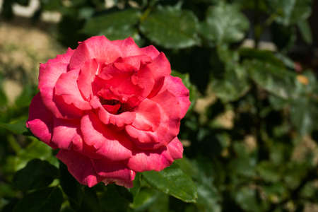 Beautiful fresh rose in the garden at morningの写真素材
