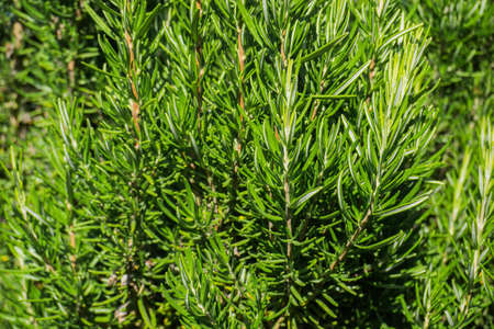 Fresh green Rosemary Herb grow in gardenの写真素材