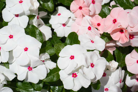White Catharanthus roseus, known as the Madagascar periwinkle, rosy periwinkle or teresitaの写真素材