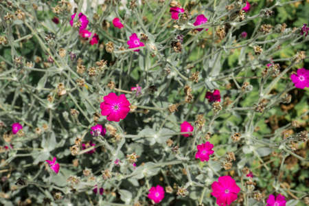 Lychnis Atrosanguinea a magenta red herbaceous springtime summer flower plantの写真素材