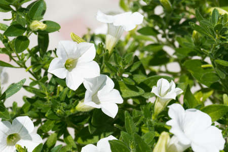 Flower Mirabilis jalapa white in garden. Thailand floricultureの写真素材