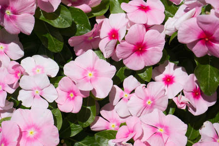 Beautiful purple Catharanthus roseus in the gardenの写真素材