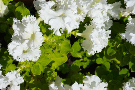 Petunias in the tray, Petunia in the pot, white petuniaの写真素材