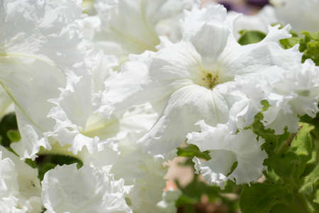 Petunias in the tray, Petunia in the pot, white petuniaの写真素材