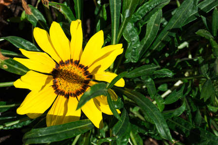 Bright flowers of Gazania in garden during flowering. Garden photoの写真素材