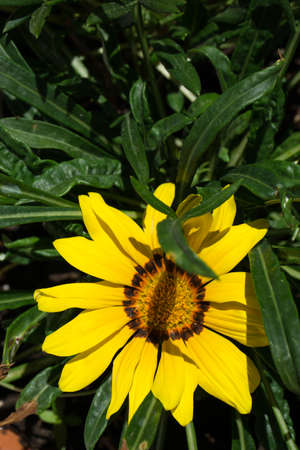 Bright flowers of Gazania in garden during flowering. Garden photoの写真素材