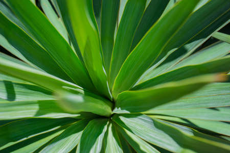 Yucca green leaves with sharp and prickly tips under a bright summer sunlightの写真素材