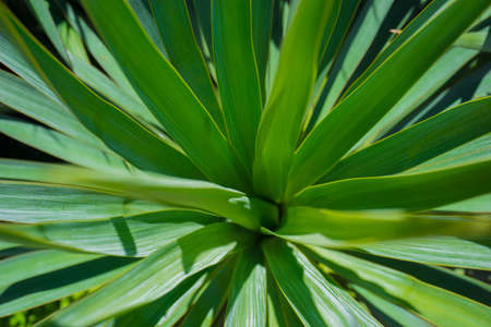 Yucca green leaves with sharp and prickly tips under a bright summer sunlightの写真素材