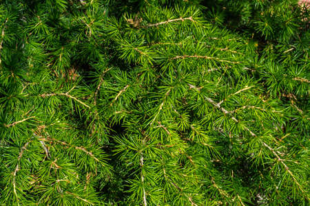 Cedar branches with long fluffy needles with a beautiful blurry background. Pinus sibirica, or Siberian pine.の写真素材