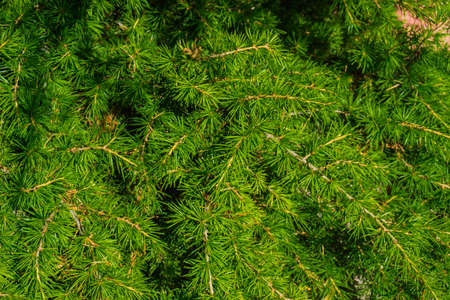 Cedar branches with long fluffy needles with a beautiful blurry background. Pinus sibirica, or Siberian pine.の写真素材