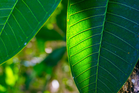 Transparent magnolia leaf glows in the sun