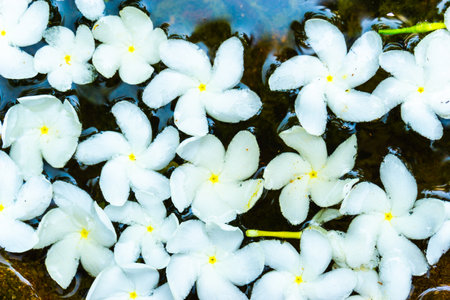 Jasmine flowers in water in an antique vase