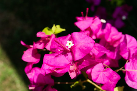 Blooming bougainvillea Bouquet on tree. Magenta flowersの写真素材