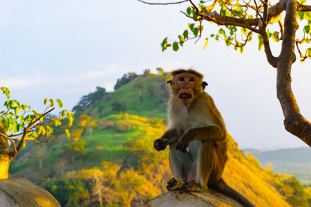A monkey sits on the wall of an ancient temple against the background of tropical mountains and...