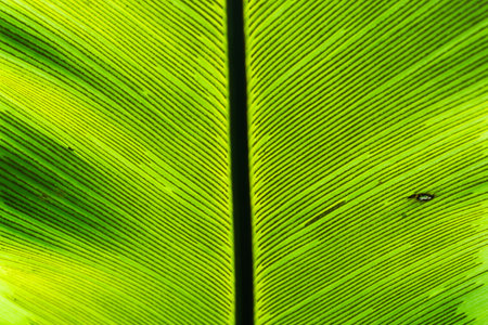 Asplenium Leaf behind The Sun Lightの写真素材