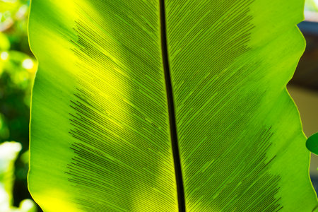 Asplenium Leaf behind The Sun Light