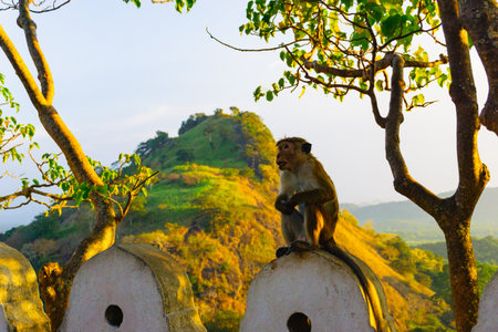A monkey sits on the wall of an ancient temple against the background of tropical mountains and...