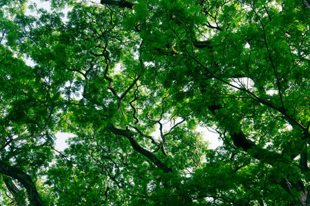 Acacia tree. Beautiful green tropical leaves of tree crown tops.