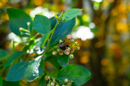 A Beautiful Bee Pollinating Vibrant Flowers in Its Natural Habitat and Ecosystemの写真素材
