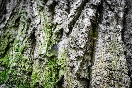 A CloseUp View of Textured Tree Bark Featuring Plush Green Moss Accentuating Natures Beauty