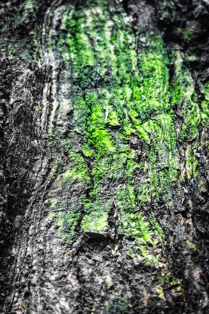 A CloseUp View of Textured Tree Bark Featuring Plush Green Moss Accentuating Natures Beautyの写真素材