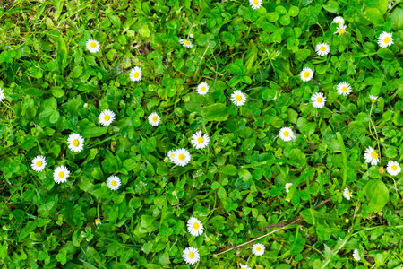 A Lush Green Meadow Featuring Daisies in Full Bloom, Radiating Natural Beauty and Blissの写真素材