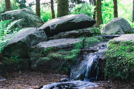 A Serene Stream Gently Flowing Over Smooth Rocks in a Lush Forest Surrounded by Natureの写真素材