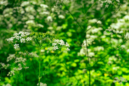 Delicate White Wildflowers Blooming Beautifully in a Lush Green Field, Full of Life and Colorの写真素材