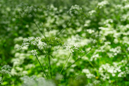 Delicate White Wildflowers Blooming Beautifully in a Lush Green Field, Full of Life and Colorの写真素材