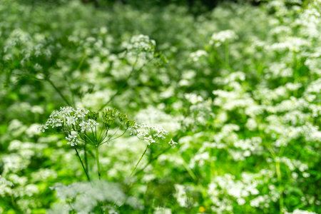 Delicate White Wildflowers Blooming Beautifully in a Lush Green Field, Full of Life and Colorの写真素材