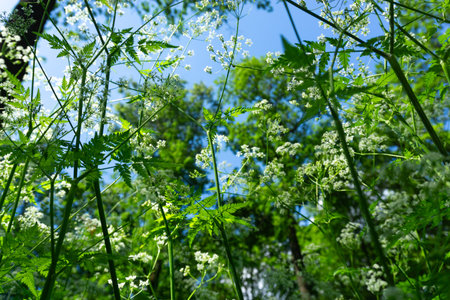 Delicate White Wildflowers Blooming Beautifully in a Lush Green Field, Full of Life and Colorの写真素材