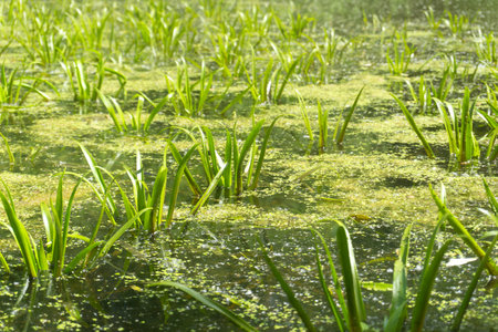 Discover the serene wetland landscape rich in biodiversity, vibrant crops, and healthy ecosystemsの写真素材