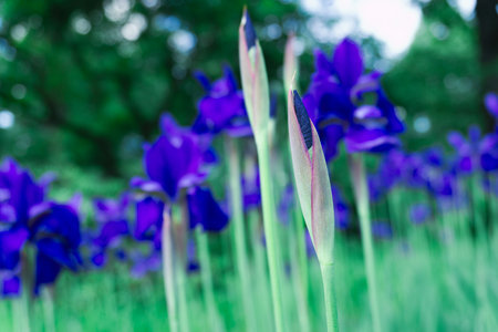 In a lush, vibrant green field, beautiful purple irises bloom with stunning colors and serenityの写真素材