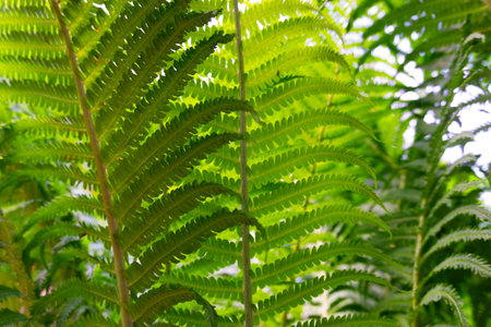 Lush and vibrant green fern leaves thriving in their natural habitat, showcasing beautyの写真素材