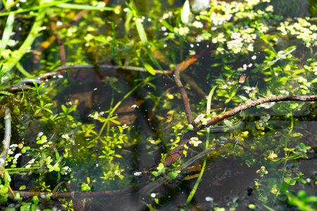 Lush aquatic plants thrive in the calm, peaceful water environment filled with beautyの写真素材