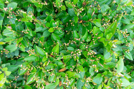 Lush Green Foliage with Beautiful Blossoming Buds Adds Life and Vibrancy to Natures Landscape