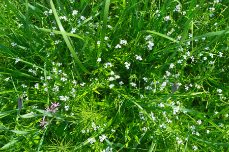 Lush, beautiful green grass is adorned with delicate white flowers thriving in natures embraceの写真素材