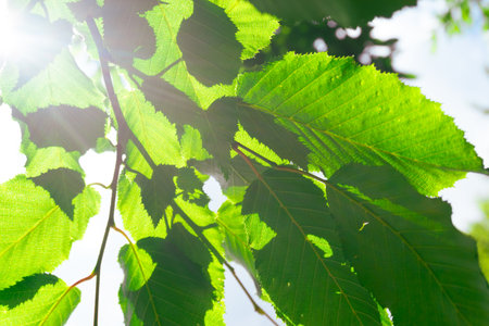 The vibrant green leaves, casting beautiful shadows, create a stunning natural displayの写真素材