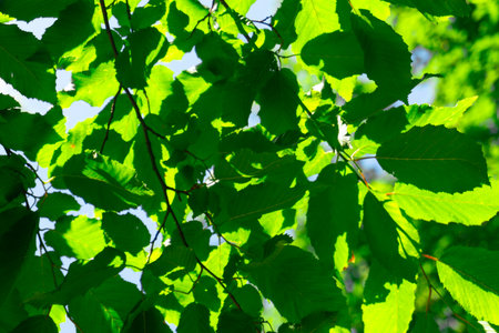 The vibrant green leaves, casting beautiful shadows, create a stunning natural displayの写真素材