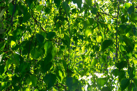 The bright sun is shining beautifully through the leaves of a treeの写真素材