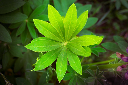 Serene botanical scene with dewcovered leaves and veins, Detailed view of vibrant green starshaped plant leaves with dewの写真素材