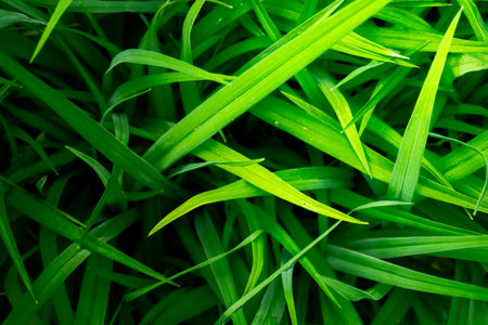 Bright green leaves with dew, Vivid green blades of grass with overlapping leaves bathed in morning...