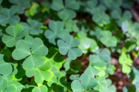 background green shamrock nature background, fresh green juicy color, shamrock plant St. Patrick's...